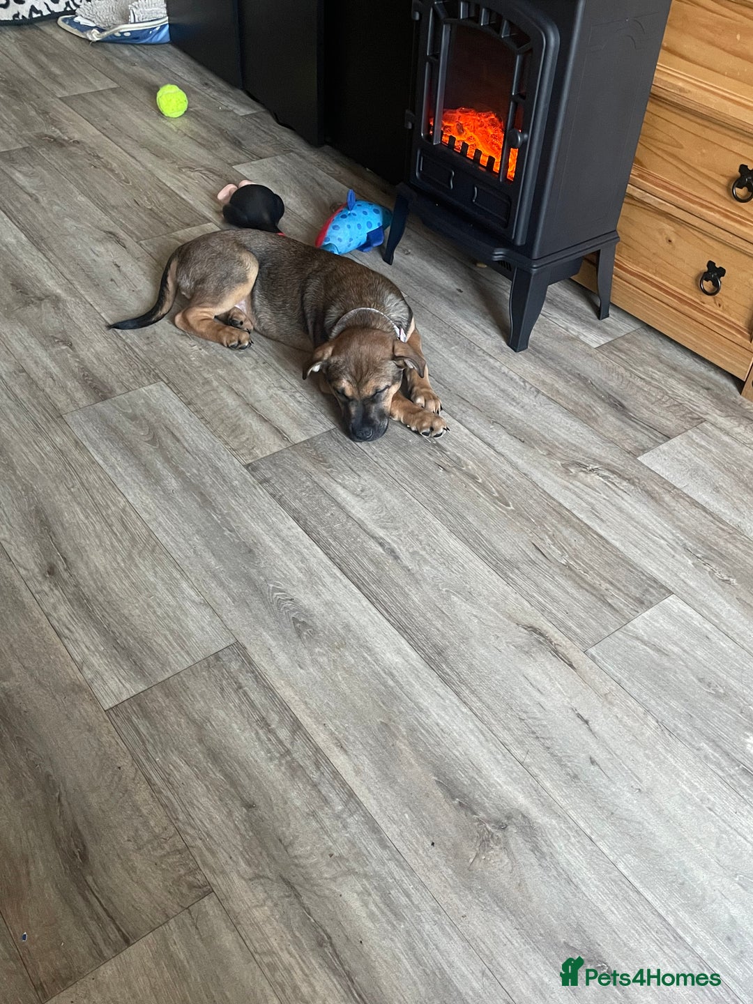 Mixed Breed dogs for sale: Beautiful bullmastiff x German shepherd pup girl - Advert 4