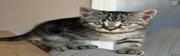 Maine Coon cats for sale: Gorgeous Maine Coon x Domestic long hair - Advert 17