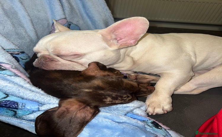 Mixed Breed dogs - Advert 13