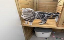 British Shorthair cats for sale: British shorthair  - Image 1