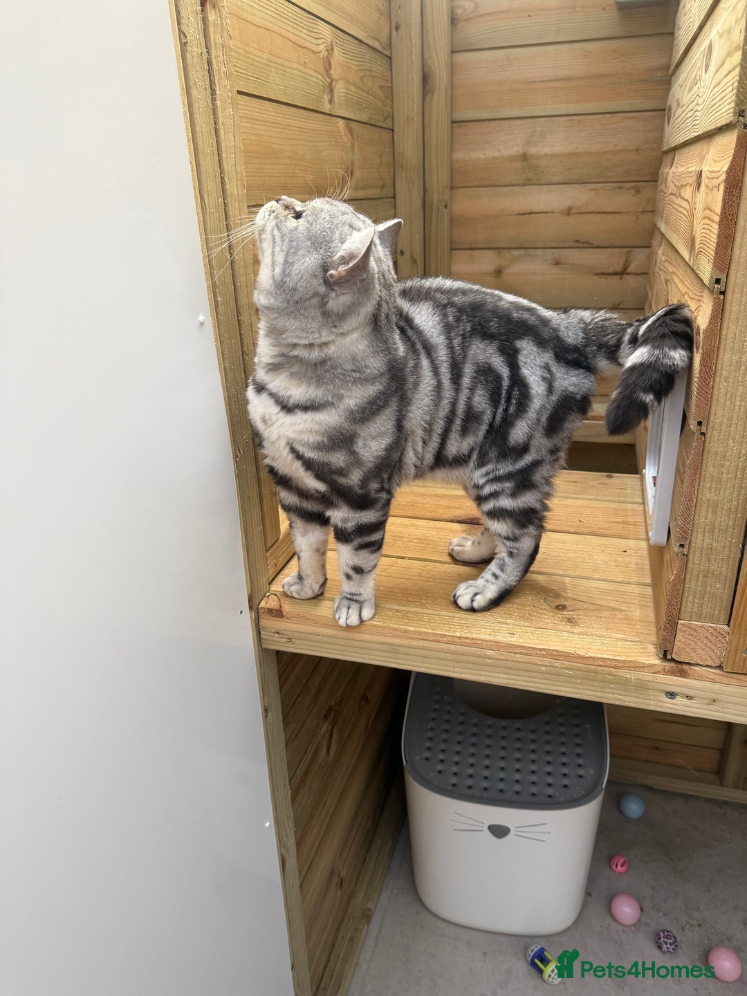 British Shorthair cats for sale: British shorthair  - Image 1