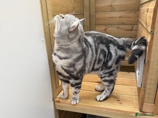 British Shorthair cats - Advert 28