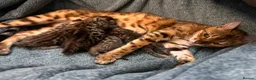 Mixed Breed cats for sale: Bengal mixed breed kittens with exceptional marks - Advert 4