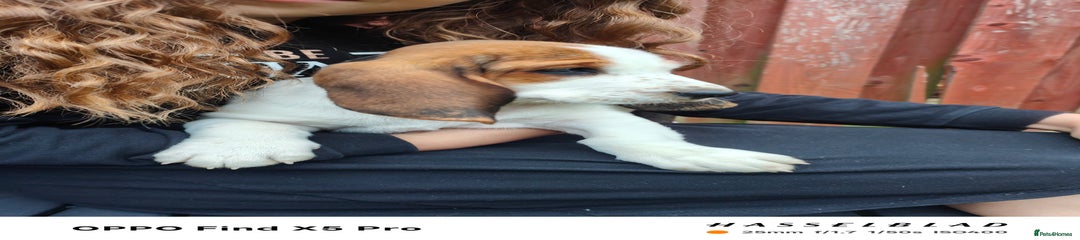 Basset Hound Puppy 4