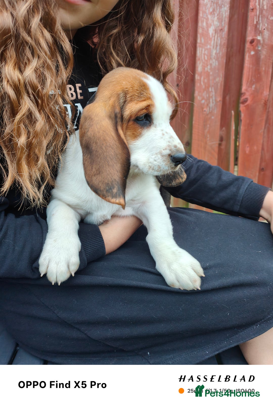 Basset Hound dogs for sale: Bassett Hound Puppies for Sale - Image 22