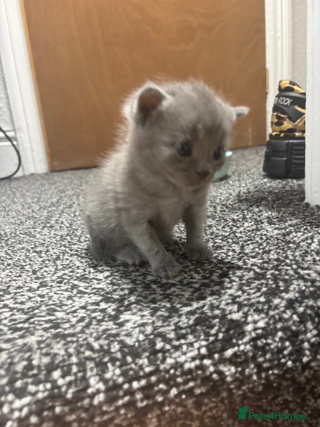 Mixed Breed cats for sale: Female Maine Coon x British Shorthair kitten - Image 8