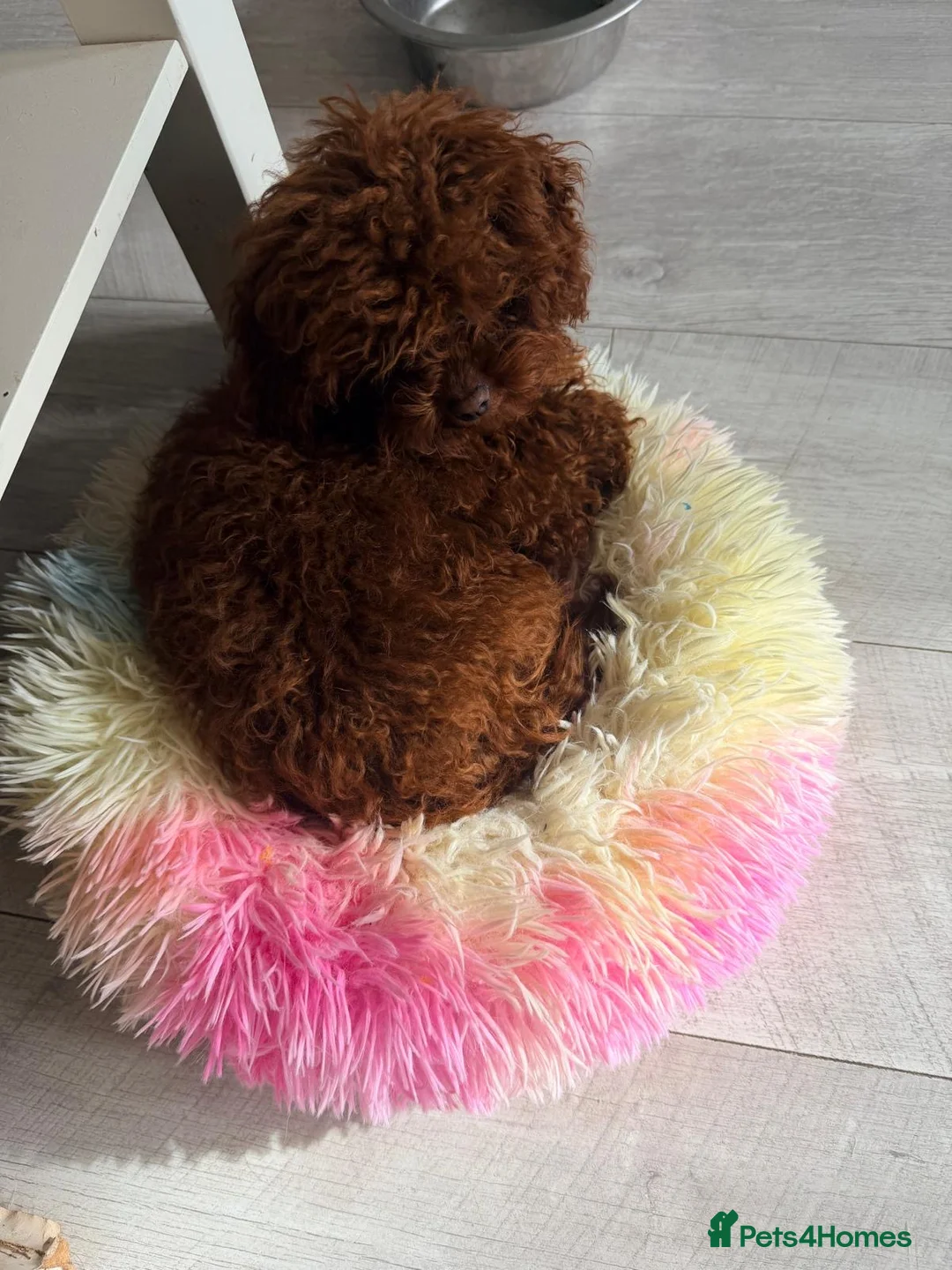 Toy Poodle dogs for sale: Asian Toy Poodle - Advert 2