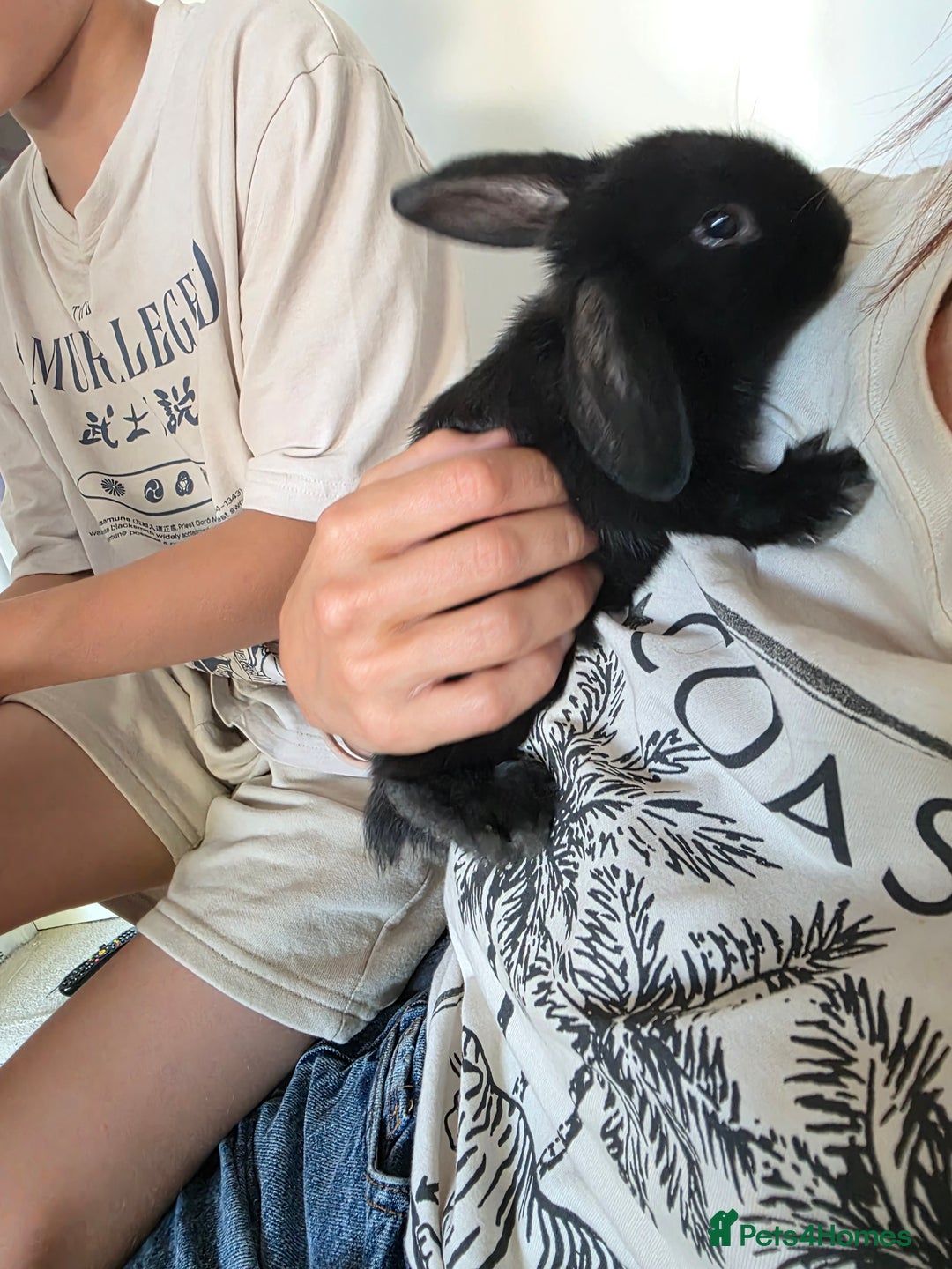 Mini Lop rabbits for sale: Baby mini lop rabbits - Image 6