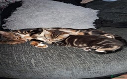 Mixed Breed cats for sale: Mixed bengal - Image 5