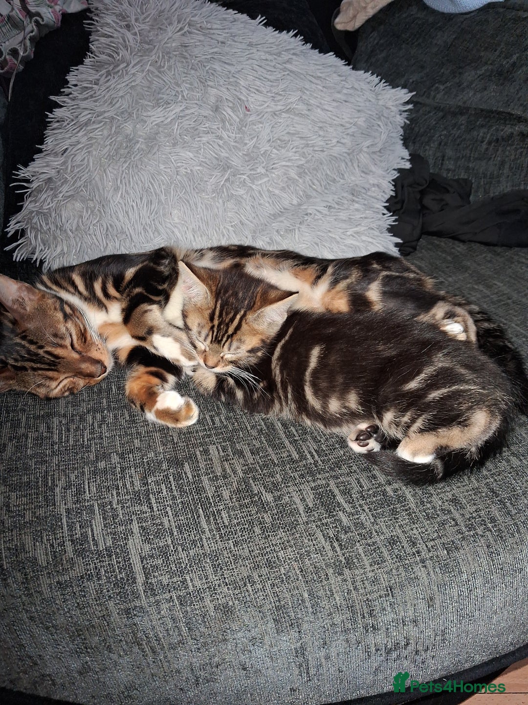 Mixed Breed cats for sale: Mixed bengal - Image 5