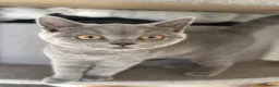 British Shorthair cats for sale: last 3 girls*TICA reg. British shorthair kittens - Advert 6