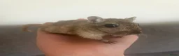 Gerbil rodents for sale: 2 friendly female gerbils - Advert 2