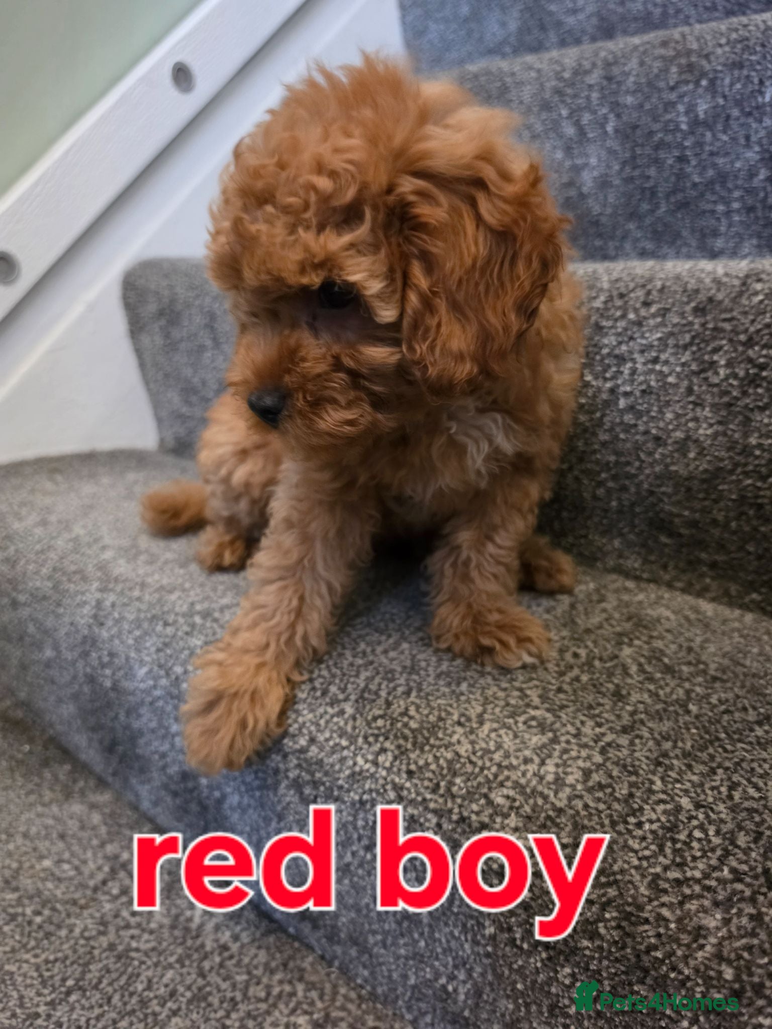 Maltipoo dogs 🐶ready to leave now🐶 3 maltipoo pups left🐶  - Advert 7