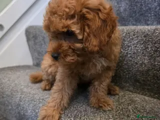 Maltipoo dogs 🐶ready to leave now🐶 3 maltipoo pups left🐶 - Advert 7