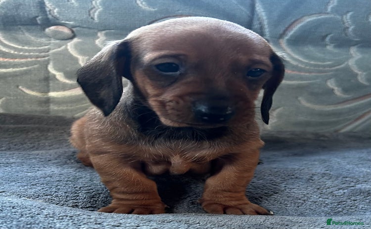 Dachshund dogs - Advert 3