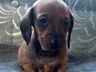 Dachshund dogs - Advert 8