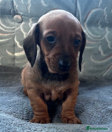 Dachshund dogs - Advert 1