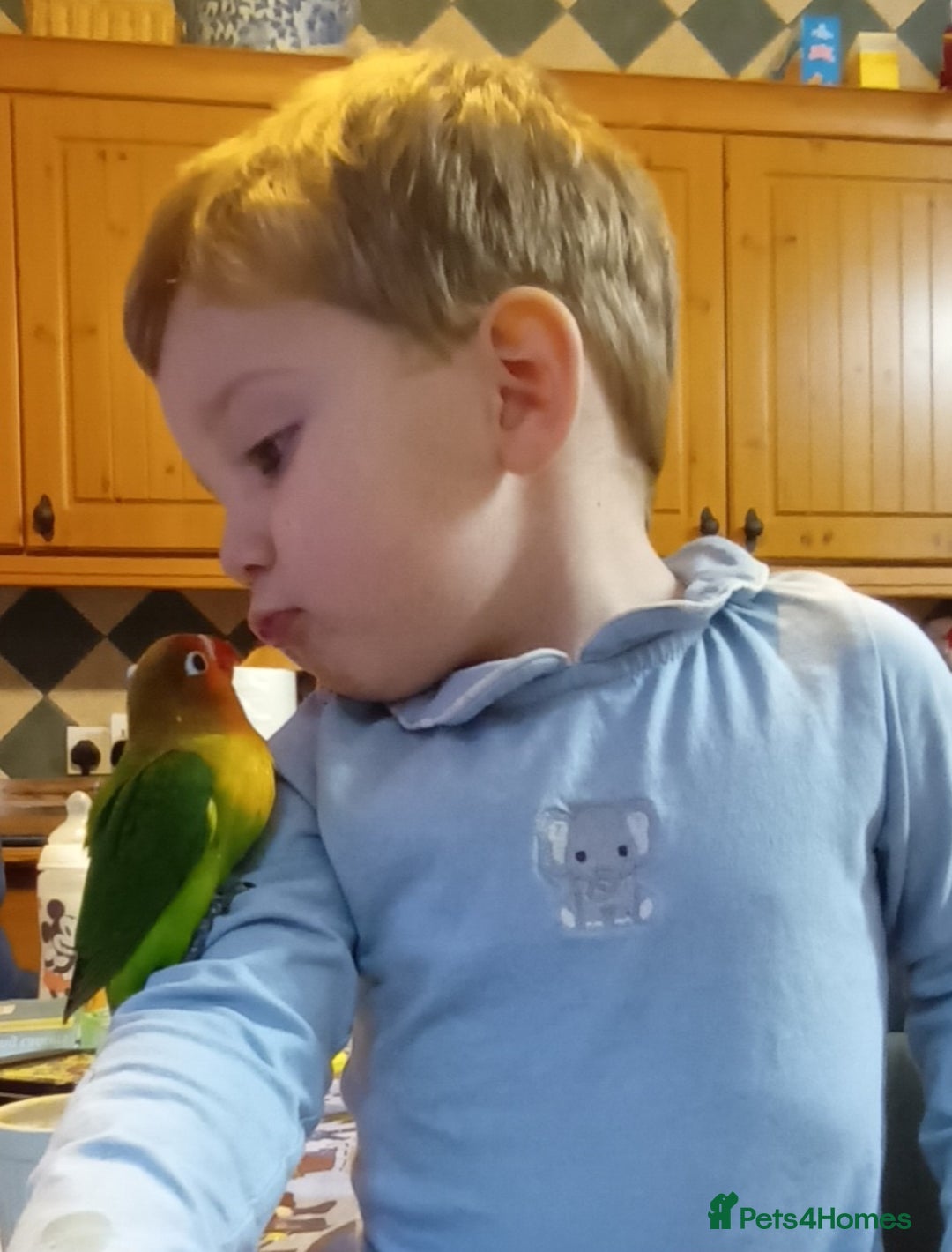 Lovebirds birds for sale: Beautiful very tame hand reared love bird chick  - Advert 1