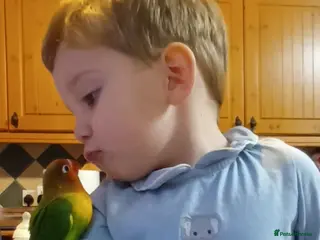 Lovebirds birds Beautiful very tame hand reared love bird chick - Advert 4