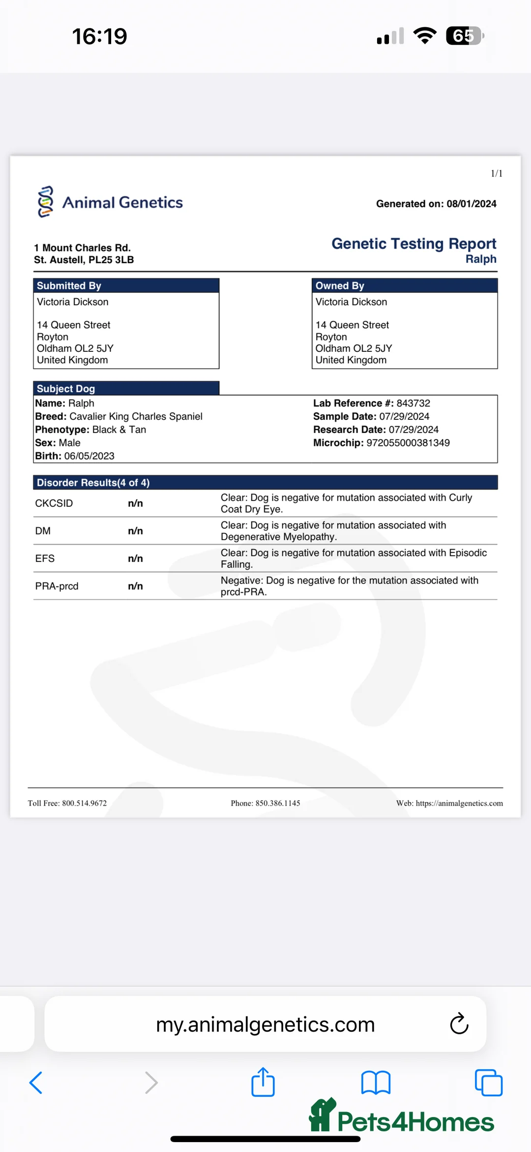 Cavalier King Charles Spaniel dogs for stud: *PROVEN* HEALTH TESTED Black & Tan Cavalier STUD in Oldham - Advert 8