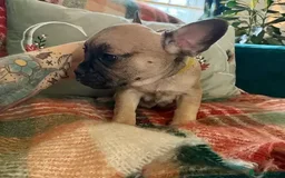 French Bulldog dogs for sale: 2 Female / 2 Male French Bulldog puppies for sale - Image 6