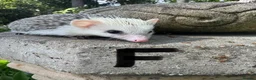 Pygmy Hedgehog rodents for sale: 9 week hoglets/ full masked/ reverse pinto READY   - Advert 8