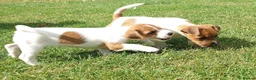 Jack Russell dogs for sale: ⭐ Jack Russell puppies ⭐ - Advert 4