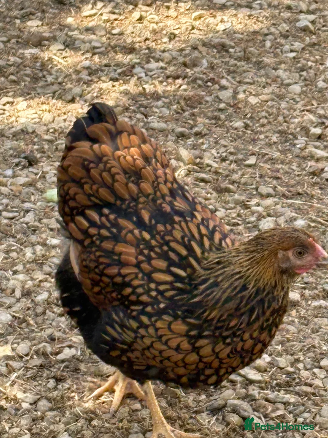 Chickens poultry for sale: Gold Laced Wyandotte LF pullet - Advert 8