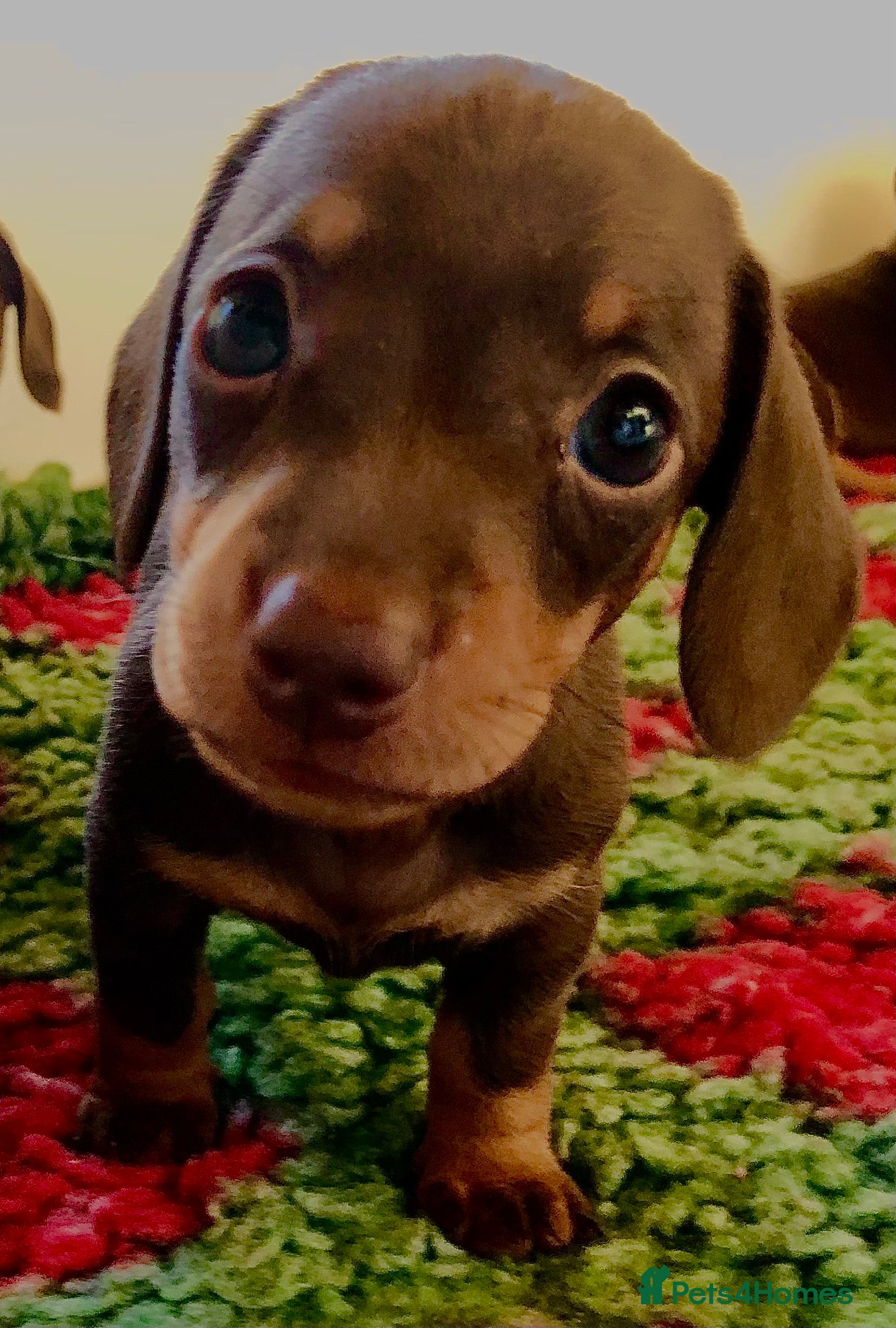 Miniature Dachshund Puppy 6