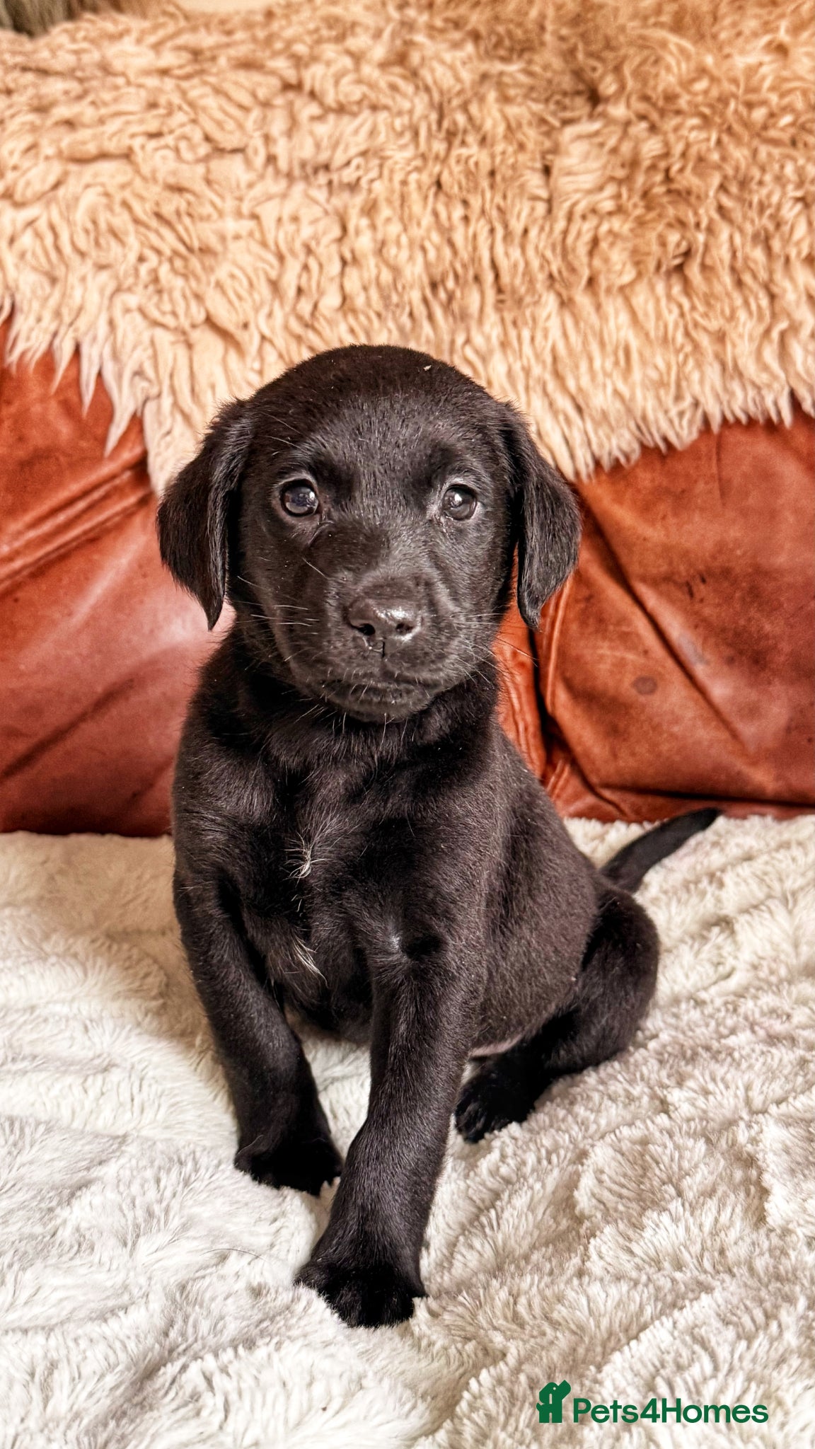 Labrador Retriever dogs Exceptional KC Reg Labrador Puppies For Sale! - Advert 1