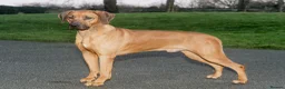 Rhodesian Ridgeback dogs for sale: Rhodesian Ridgeback Puppies in Holyhead - Advert 5
