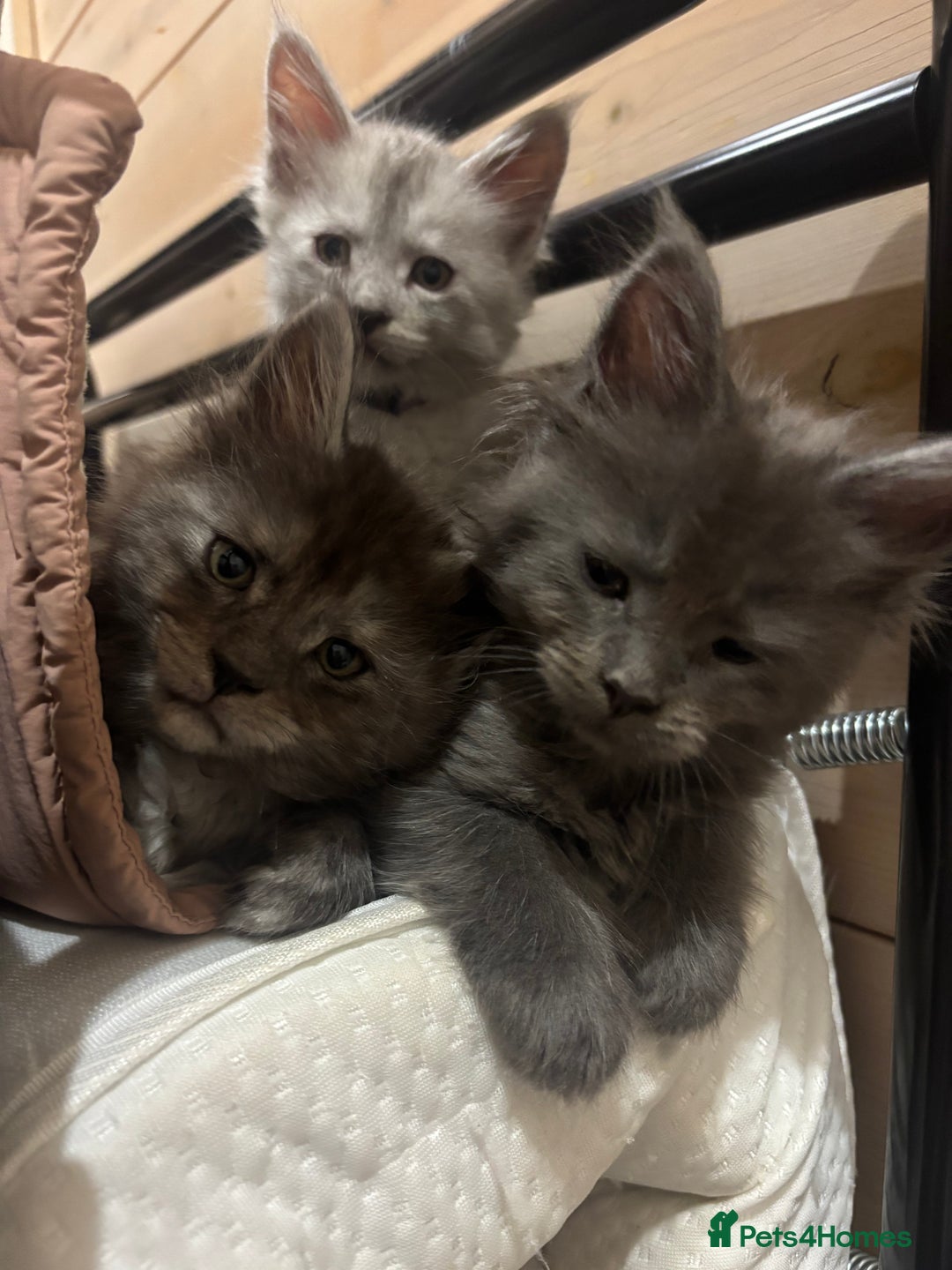 Maine Coon cats for sale: Stunning FiFe Maine Coons - Advert 6