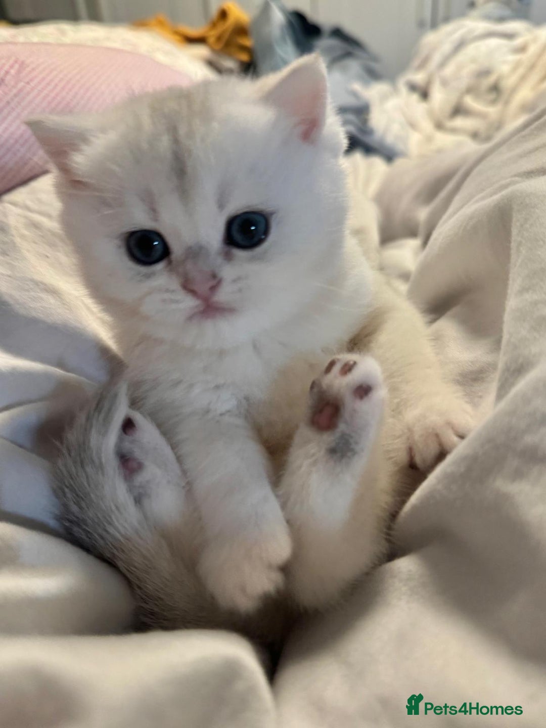 British Shorthair cats for sale: Gorgeous Golden Silver British Shorthair Kitten - Advert 7