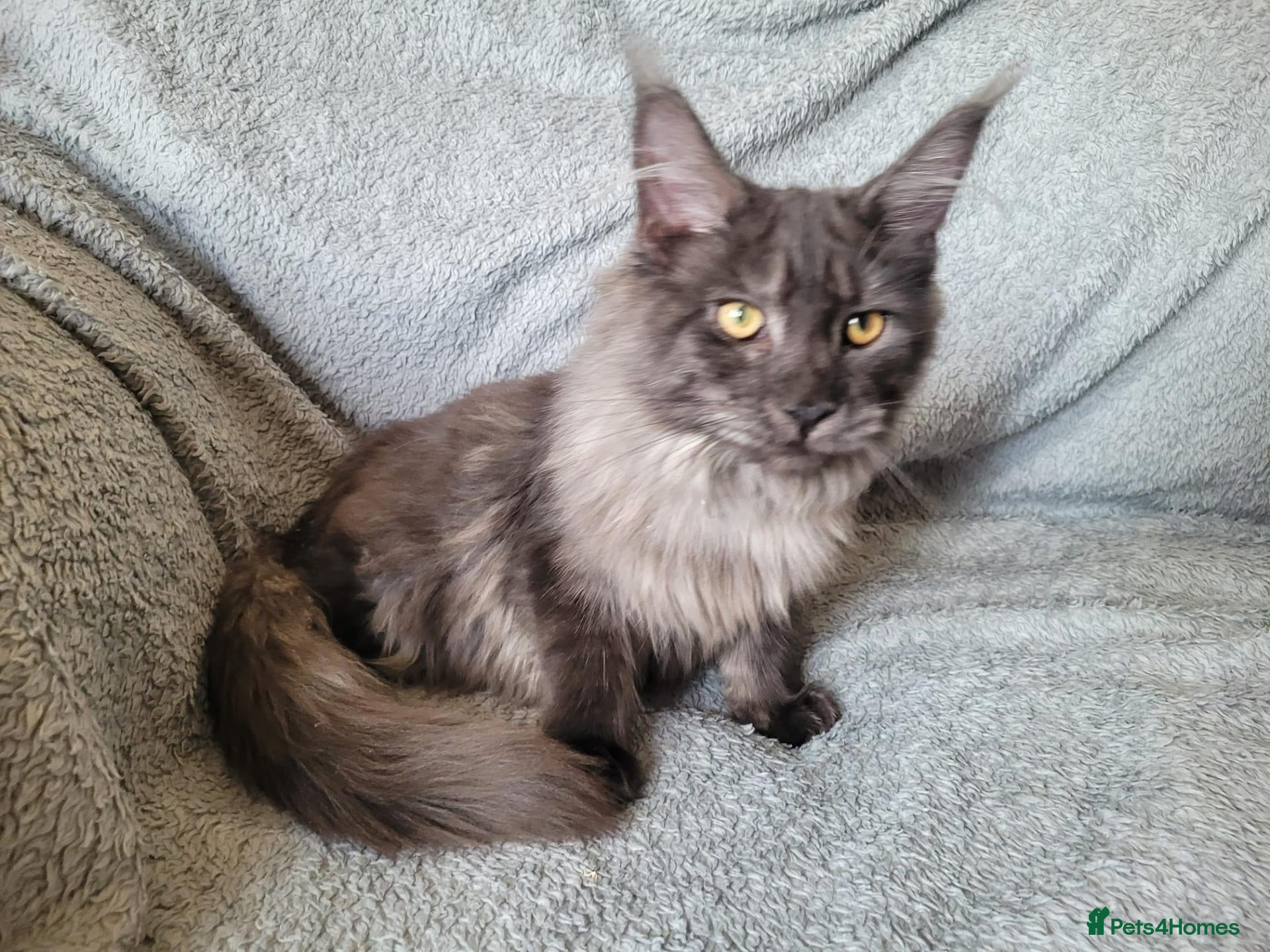 Maine Coon cats Black smoke female - Advert 2