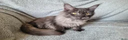 Maine Coon cats for sale: Black smoke female - Advert 2
