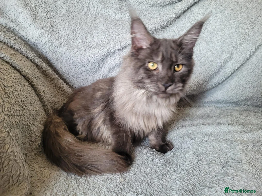 Maine Coon cats for sale: Black smoke female - Advert 2