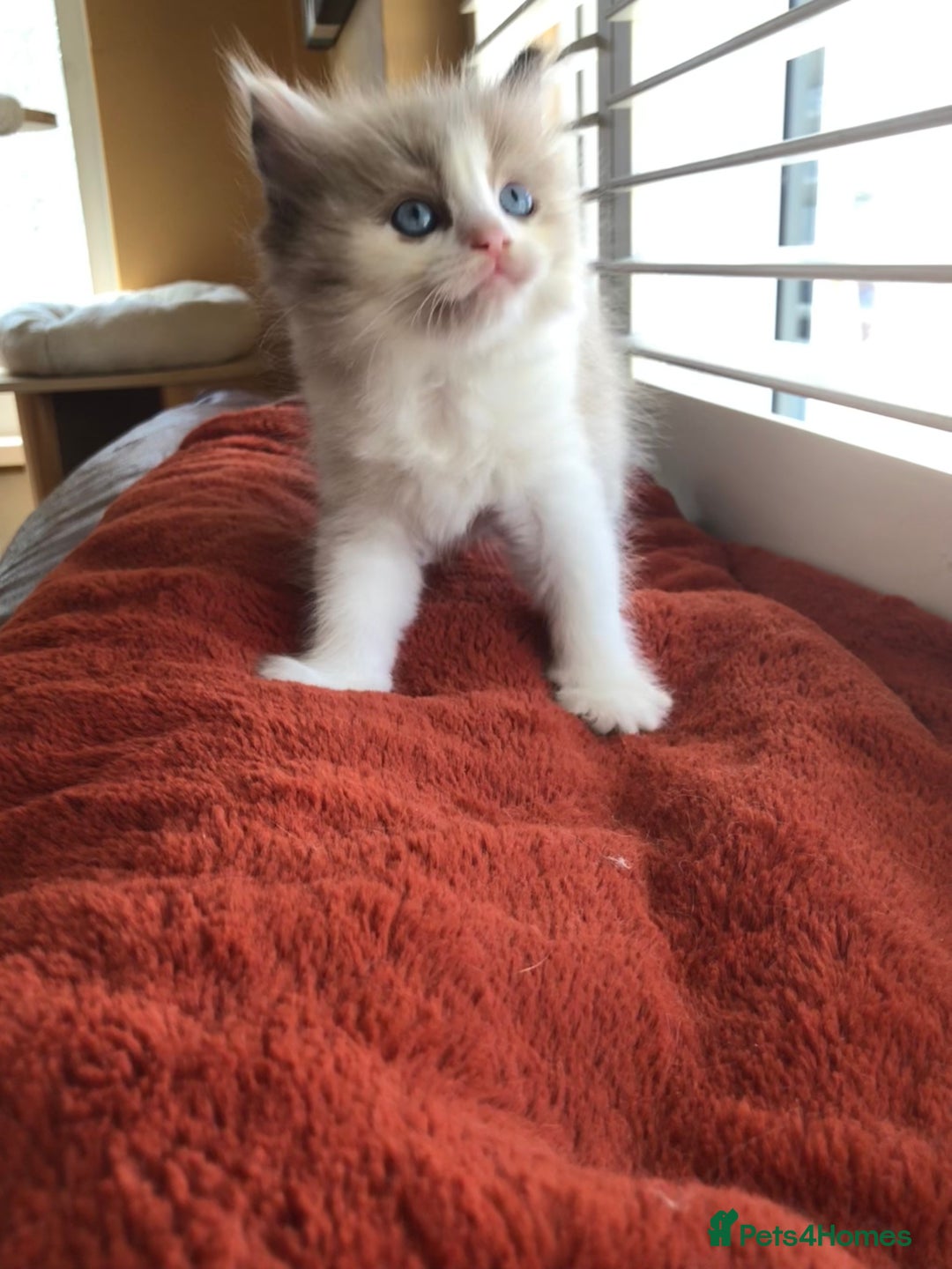 Ragdoll cats for sale: Tica Mink & Sepia Cherubim Ragdoll kittens. 2girls - Image 4