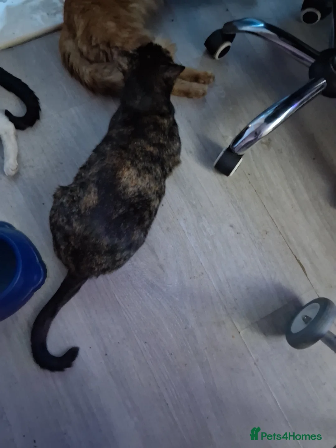 Mixed Breed cats for sale: 💞Beautiful kittens  - Advert 2