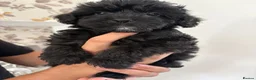 Yorkiepoo dogs for sale: Gorgeous YORKIEPOO puppys - Advert 14