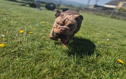 English Bulldog dogs for sale: British bulldog puppies  - Image 3