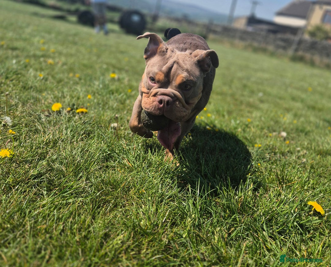 English Bulldog dogs for sale: British bulldog puppies  - Image 3