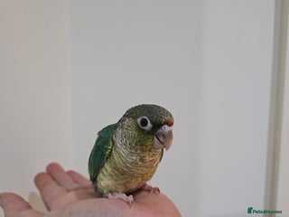 Conures birds Hand reared conure - Advert 1