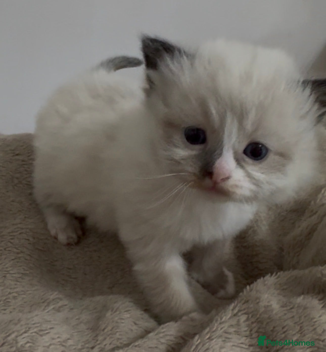 Ragdoll cats Champion GCCF kittens 🐱  - Advert 17