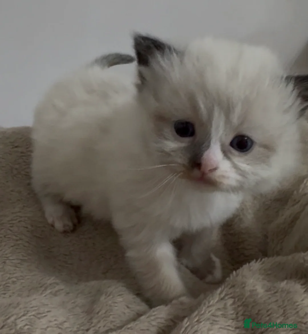 Ragdoll cats for sale: Champion GCCF kittens 🐱  - Advert 1
