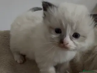 Ragdoll cats Champion GCCF kittens 🐱 - Advert 19