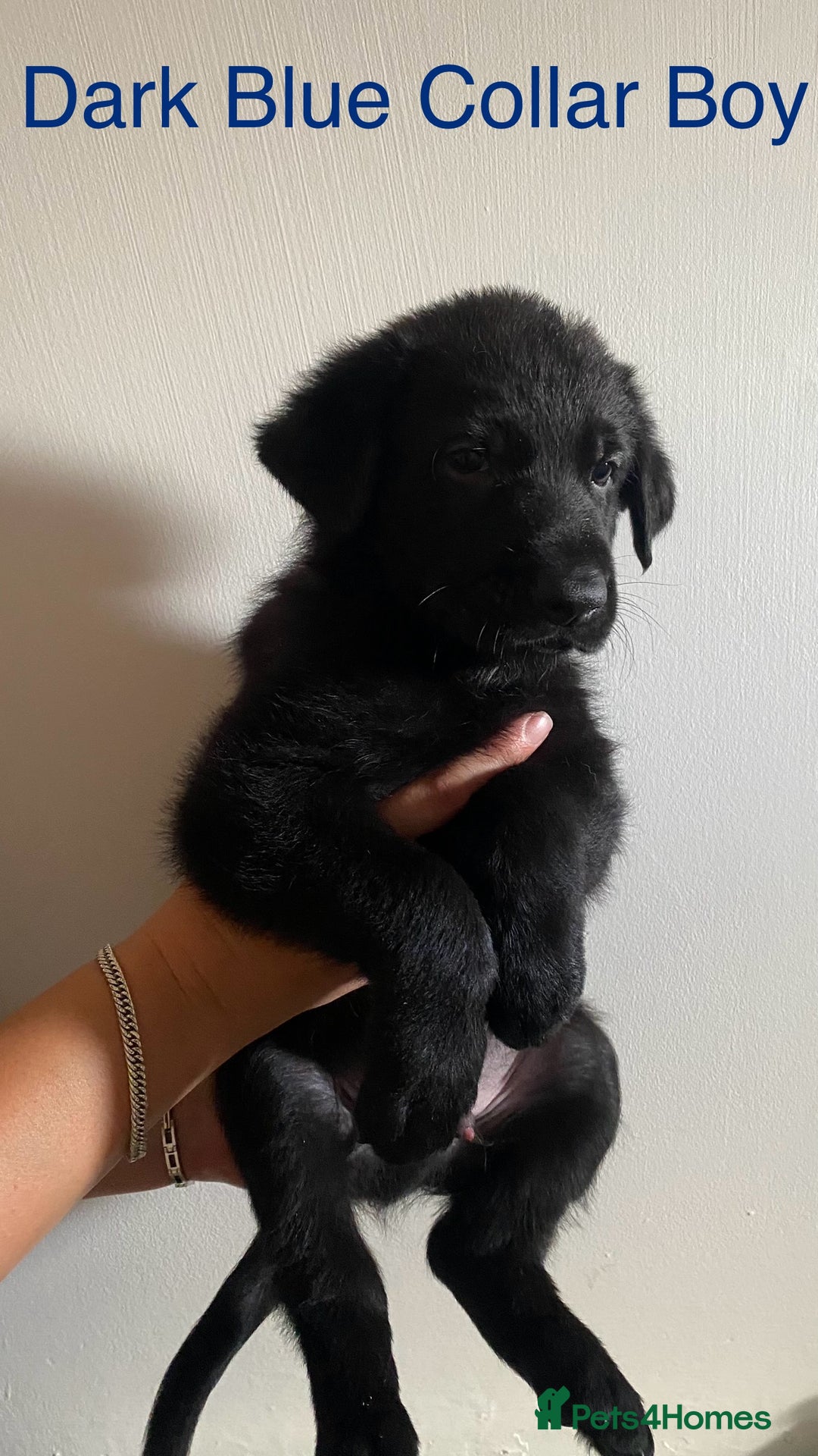 German Shepherd dogs for sale: Working Line German Shepherd Puppies – Cornwall - Image 7