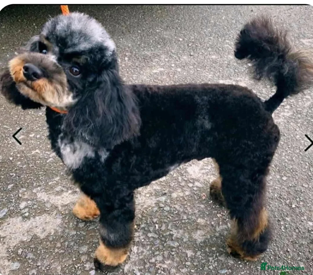 Bernedoodle dogs for sale: Merle, Black & Tan Mini Outstanding Bernedoodles - Advert 18