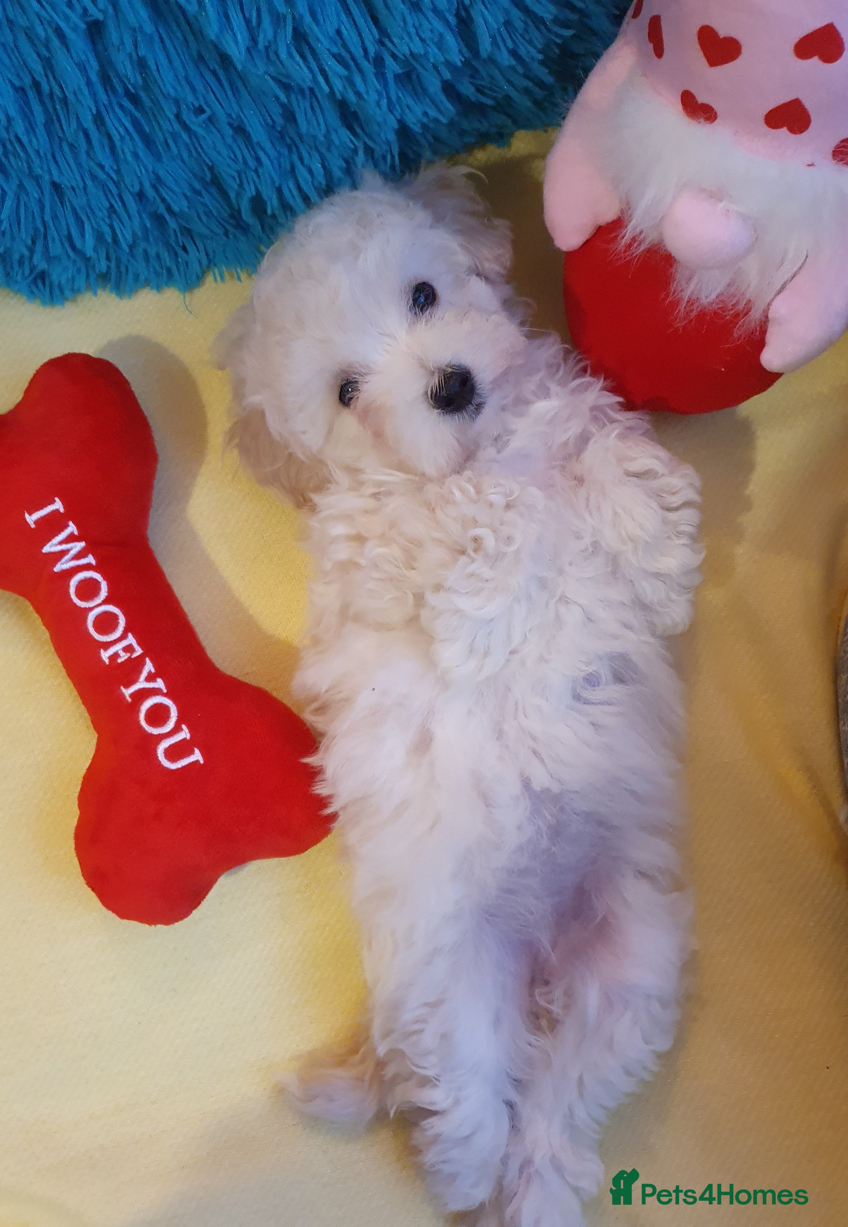 Maltipoo dogs ❤️MALTIPOO PUPPIES❤️ONLY GIRL LEFT❤️ - Advert 4