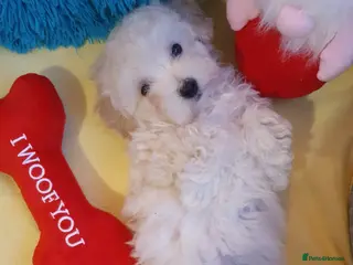 Maltipoo dogs ❤️MALTIPOO PUPPIES❤️ONLY GIRL LEFT❤️ - Advert 4