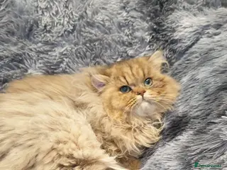 Persian cats Beautiful Pedigree Chinchilla Persian Girl. - Advert 6